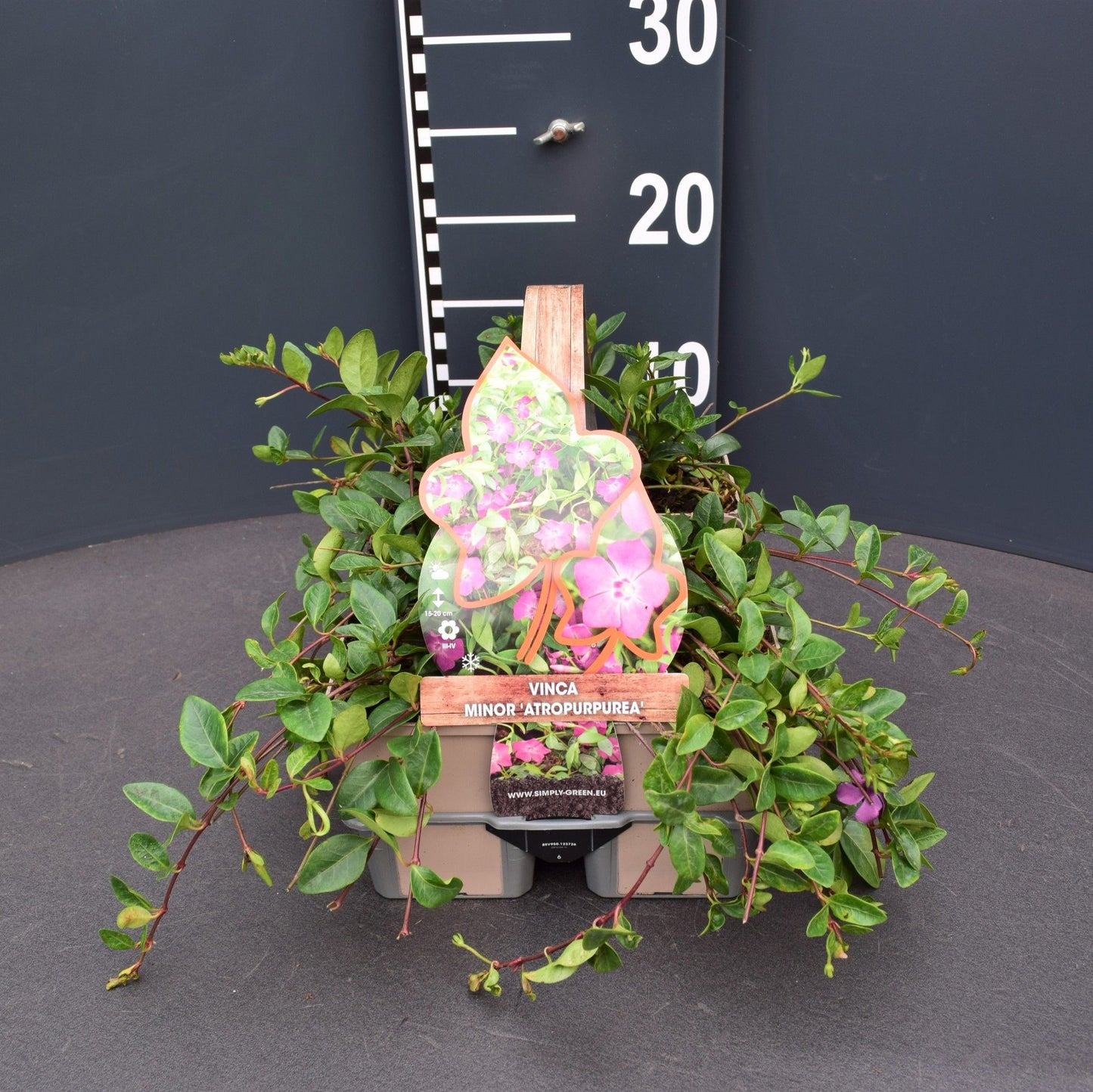 Vinca min. Atropurpurea 6-pack 5cm 9cm Pot