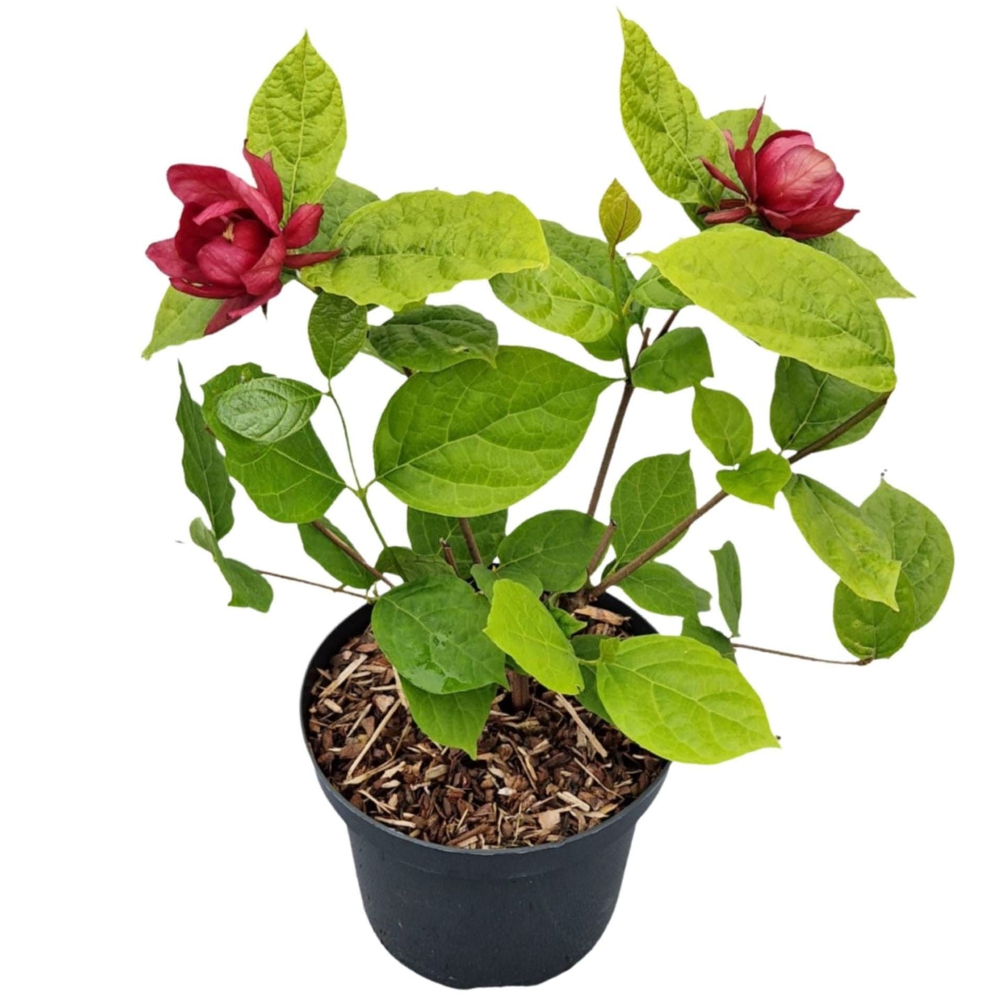 Sinocalycanthus Hartlage Wine 50cm 19cm Pot