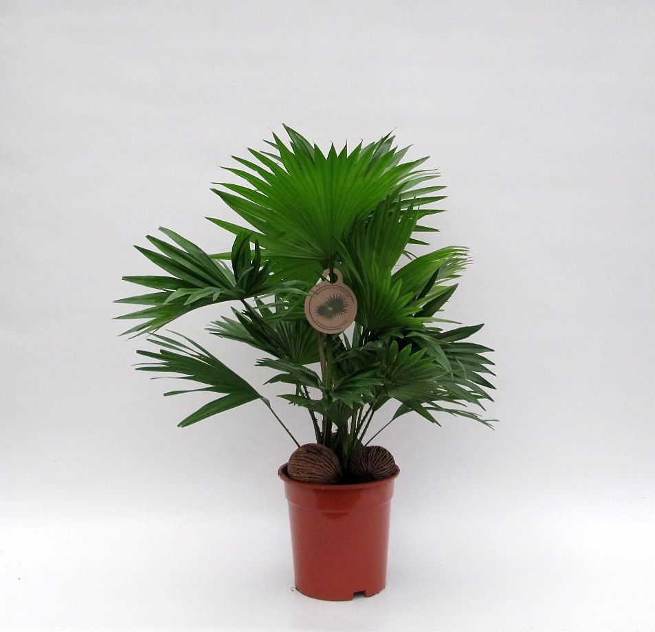 Livistona rot. + kadulnuts 65cm 17cm Pot
