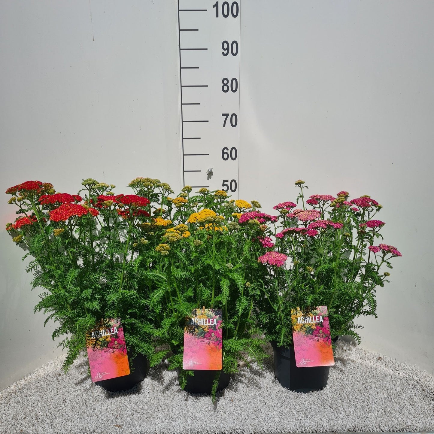Achillea Milly Rock Yellow 50cm 19cm Pot