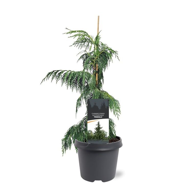 Chamaecyparis nootkatensis Pendula 45cm 19cm Pot