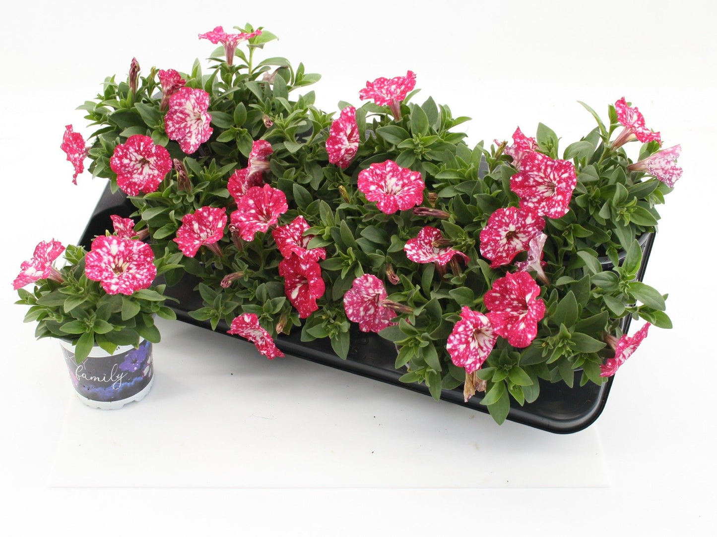 Petunia Cherry Sky 20cm 510cm Pot
