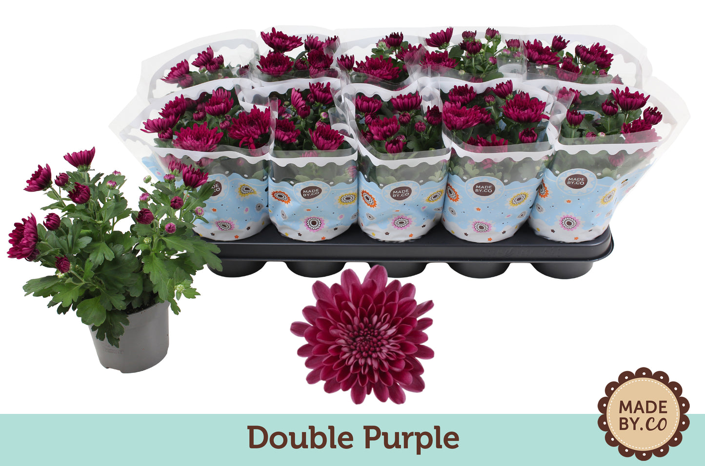 Chrysanthemum Mount Aubisque Purple 25cm 12cm Pot