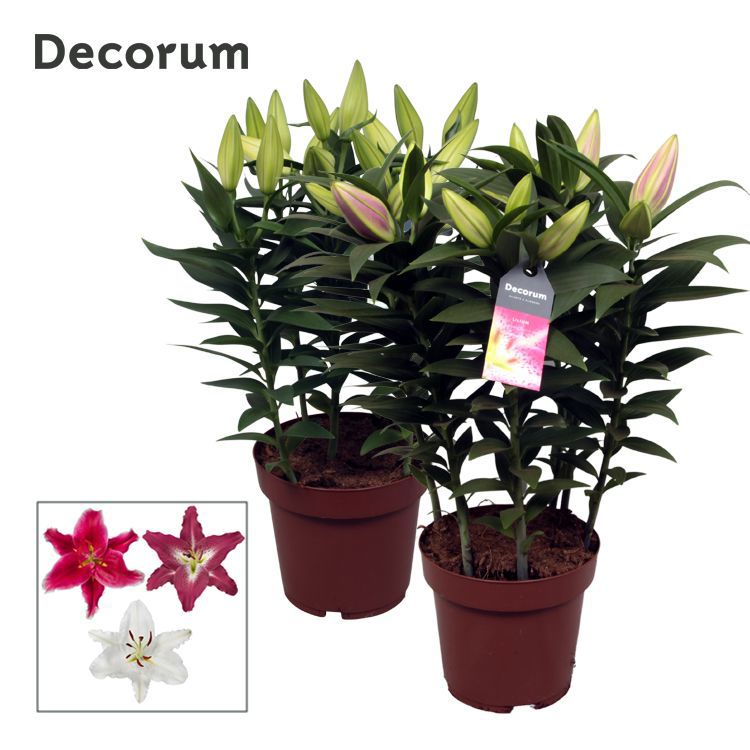 Lilium oriental mix 55cm 19cm Pot