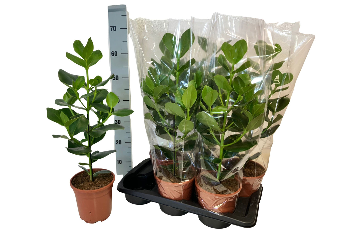 Clusia Princess 65cm 17cm Pot