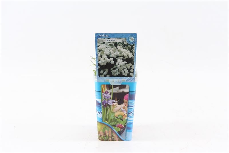 Achillea ptarmica 22cm 9cm Pot