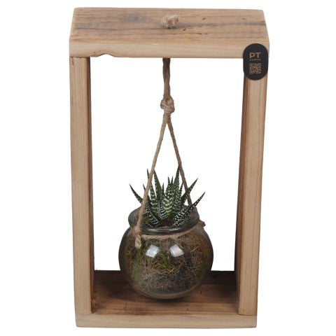 PTSUT8932 Arrangementen kamerplanten 23cm 15cm Pot