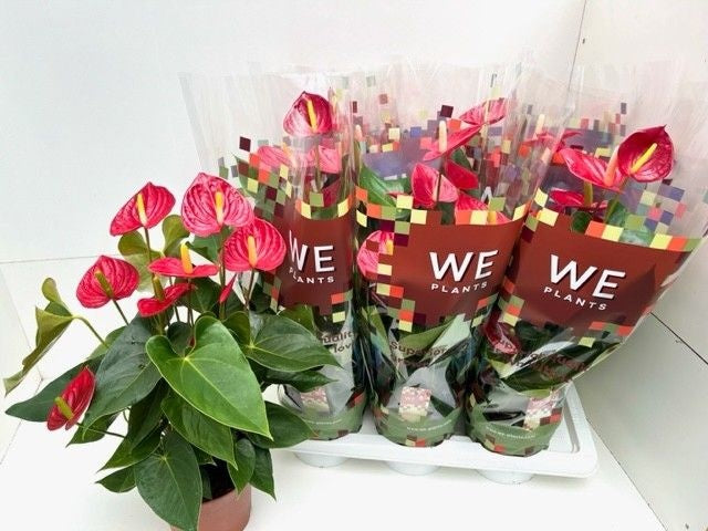 Anthurium Tremendo 55cm 17cm Pot