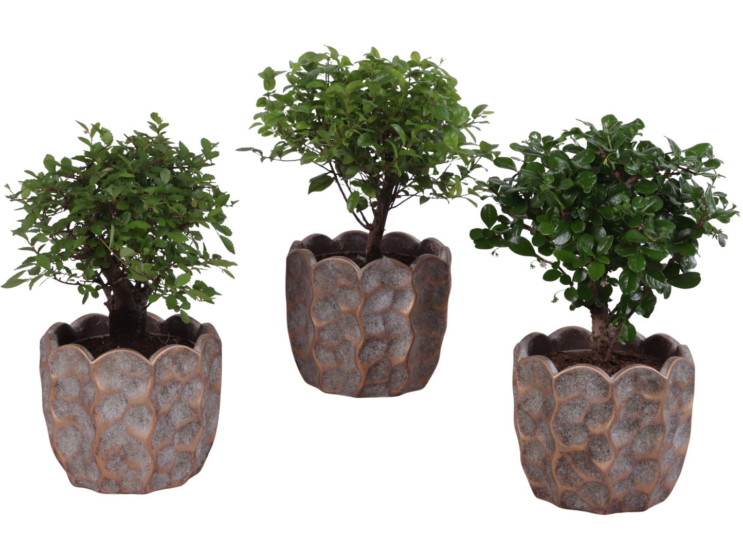 Bonsai mix 30cm 15cm Pot