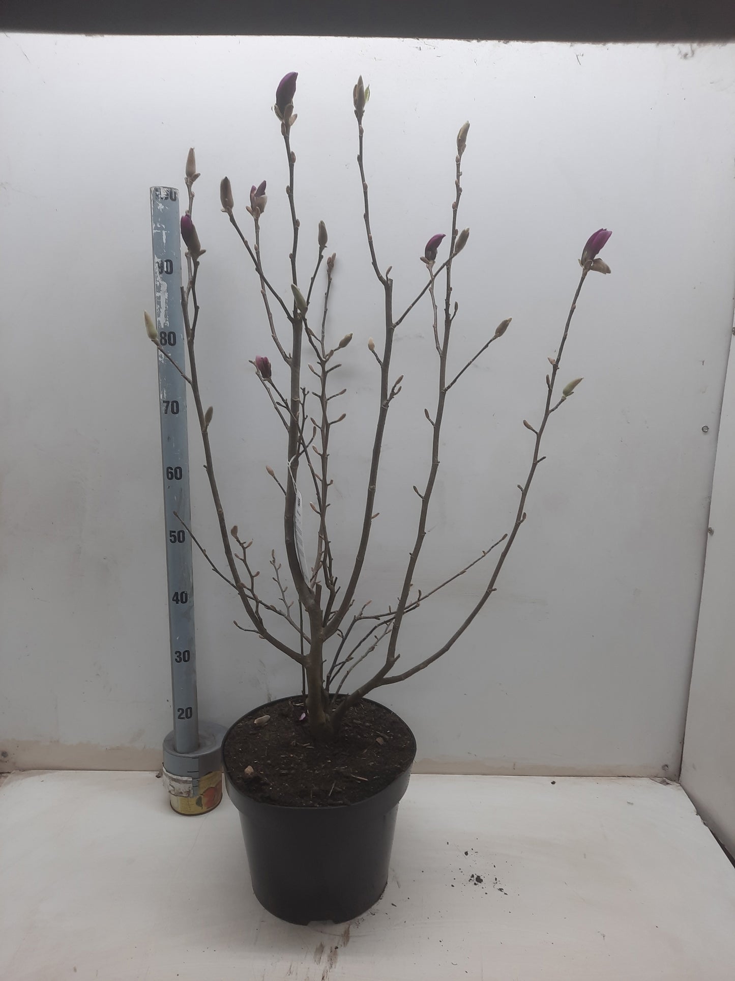 Magnolia sou. Susan 100cm 28cm Pot
