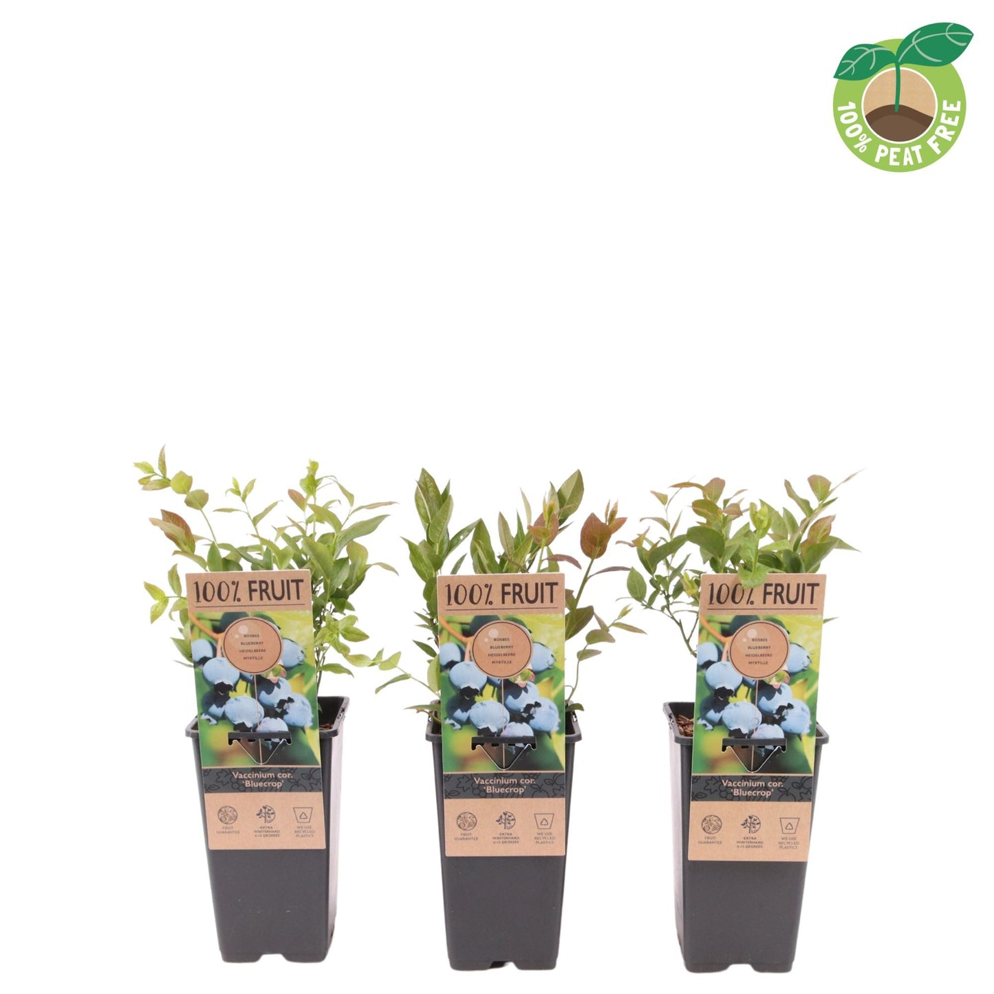 Vaccinium cor. Bluecrop 40cm 15cm Pot