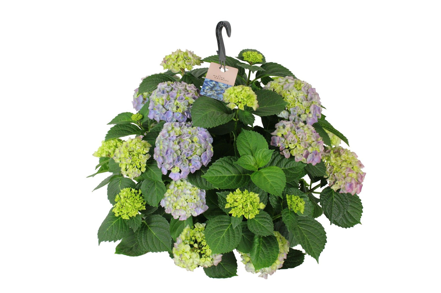Hydrangea macr. Hi River blue 40cm 27cm Pot
