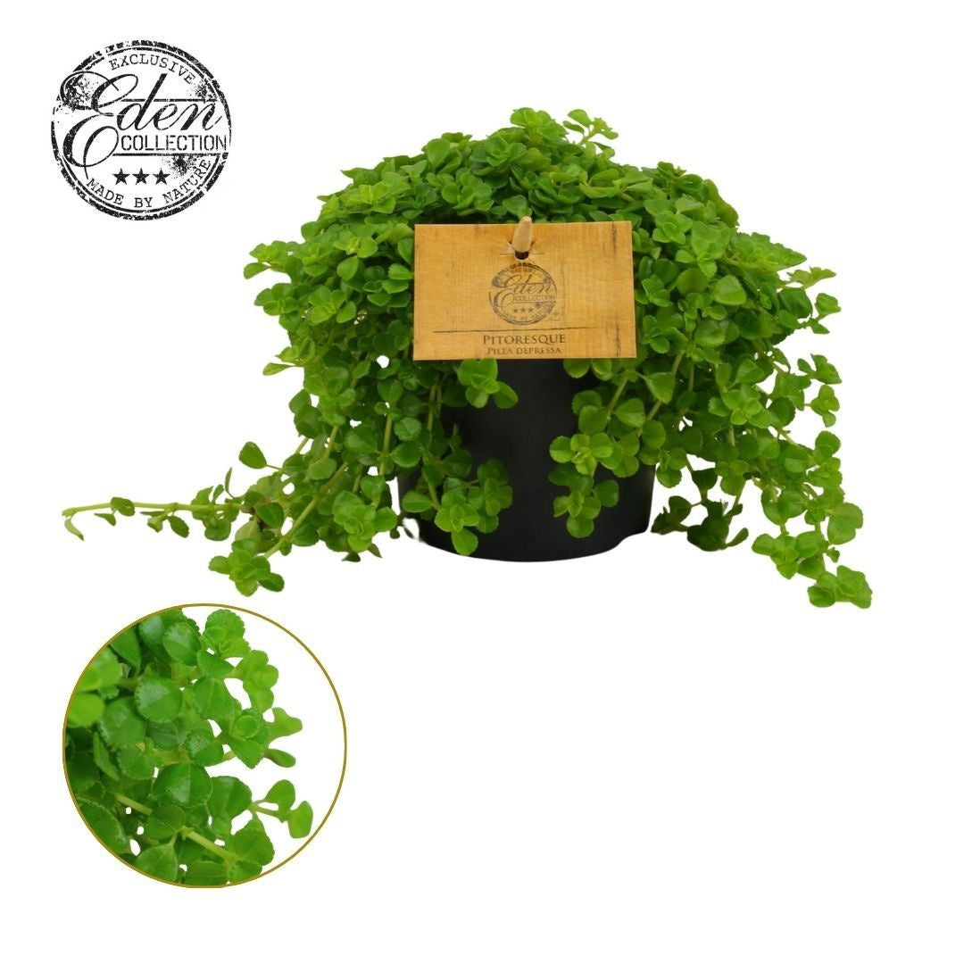 Pilea depressa 15cm 510cm Pot