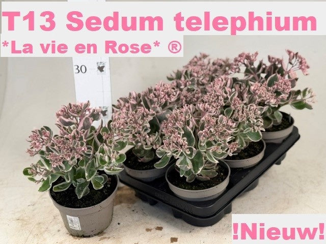 Sedum tel. Rose Charm 20cm 13cm Pot