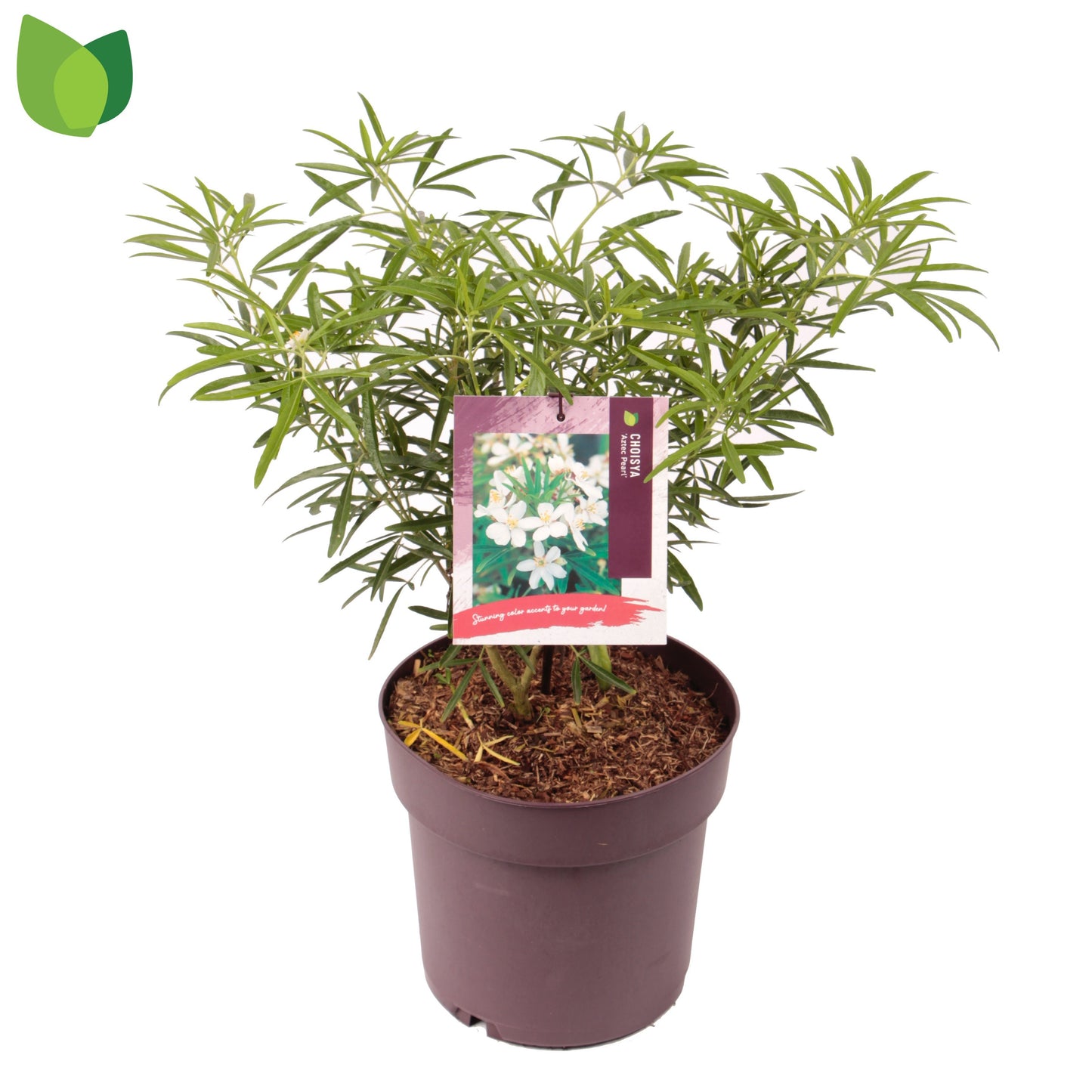 Choisya Aztec Pearl 50cm 23cm Pot