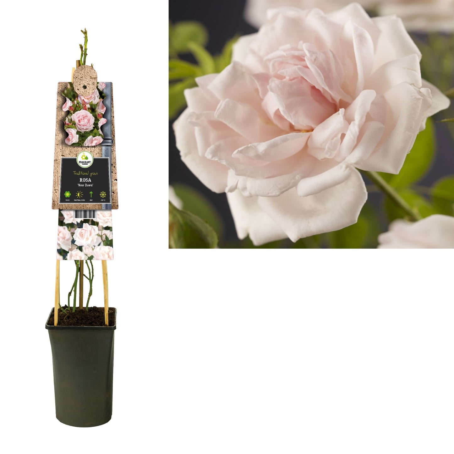 Rosa New Dawn 75cm 17cm Pot