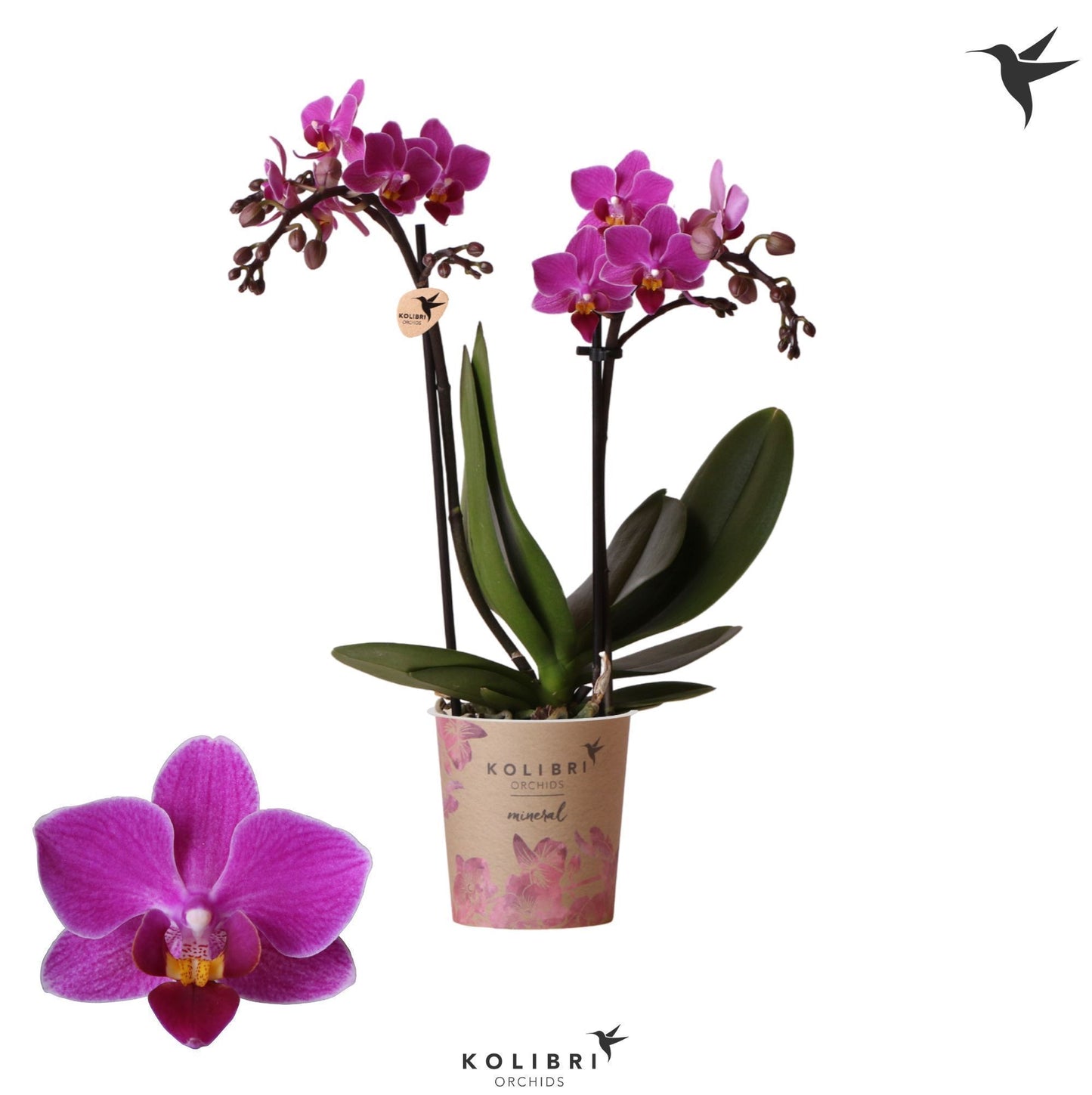 Phalaenopsis mf. Basel 40cm 9cm Pot