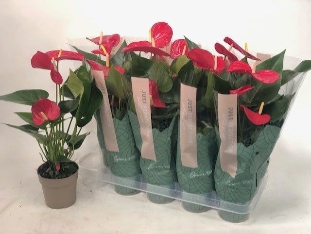 Anthurium Minnesota 45cm 12cm Pot