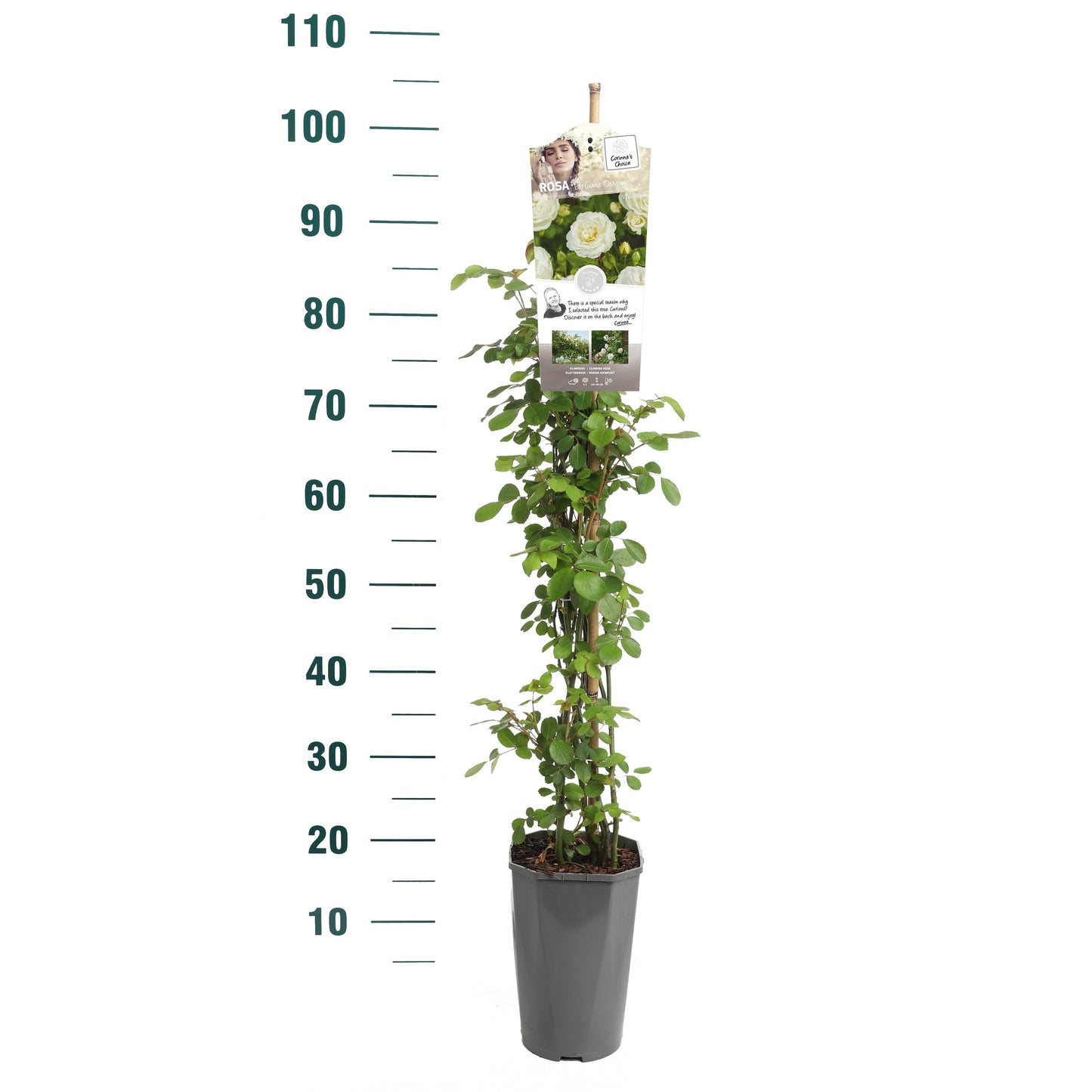 Rosa Hybrid 70cm 19cm Pot