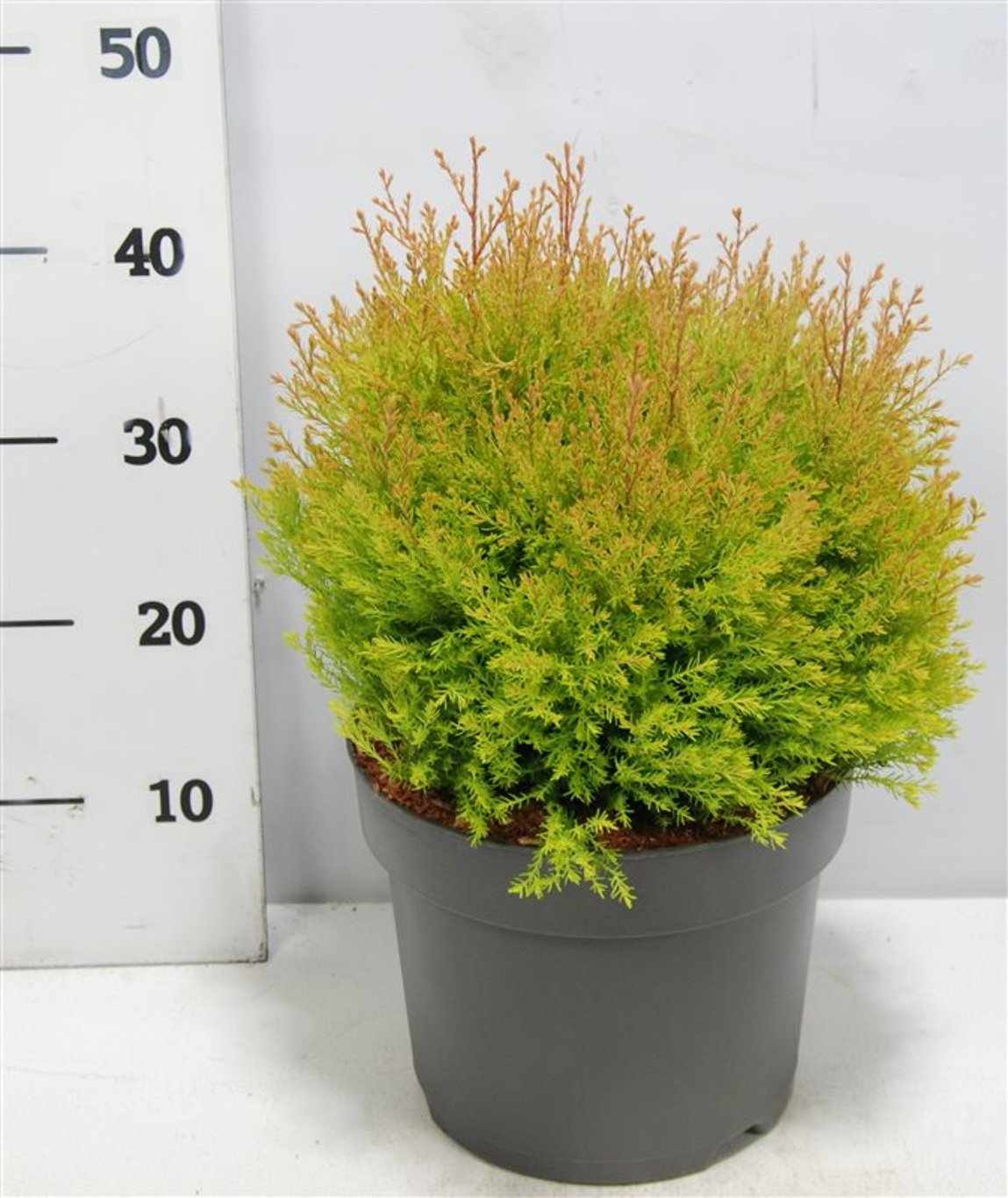 Thuja occidentalis 40cm 26cm Pot