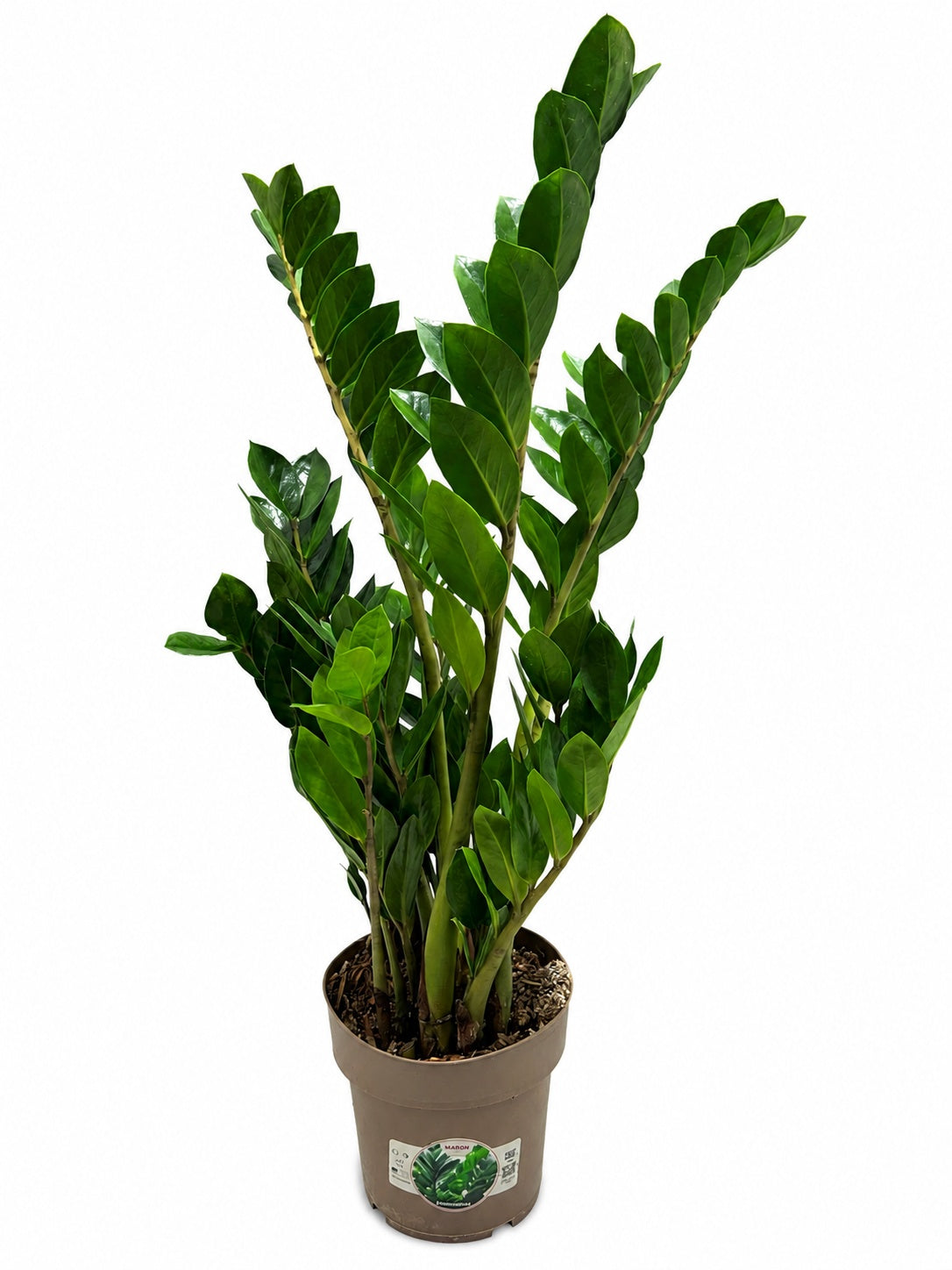 Zamioculcas zamiifolia 80cm 17cm Pot