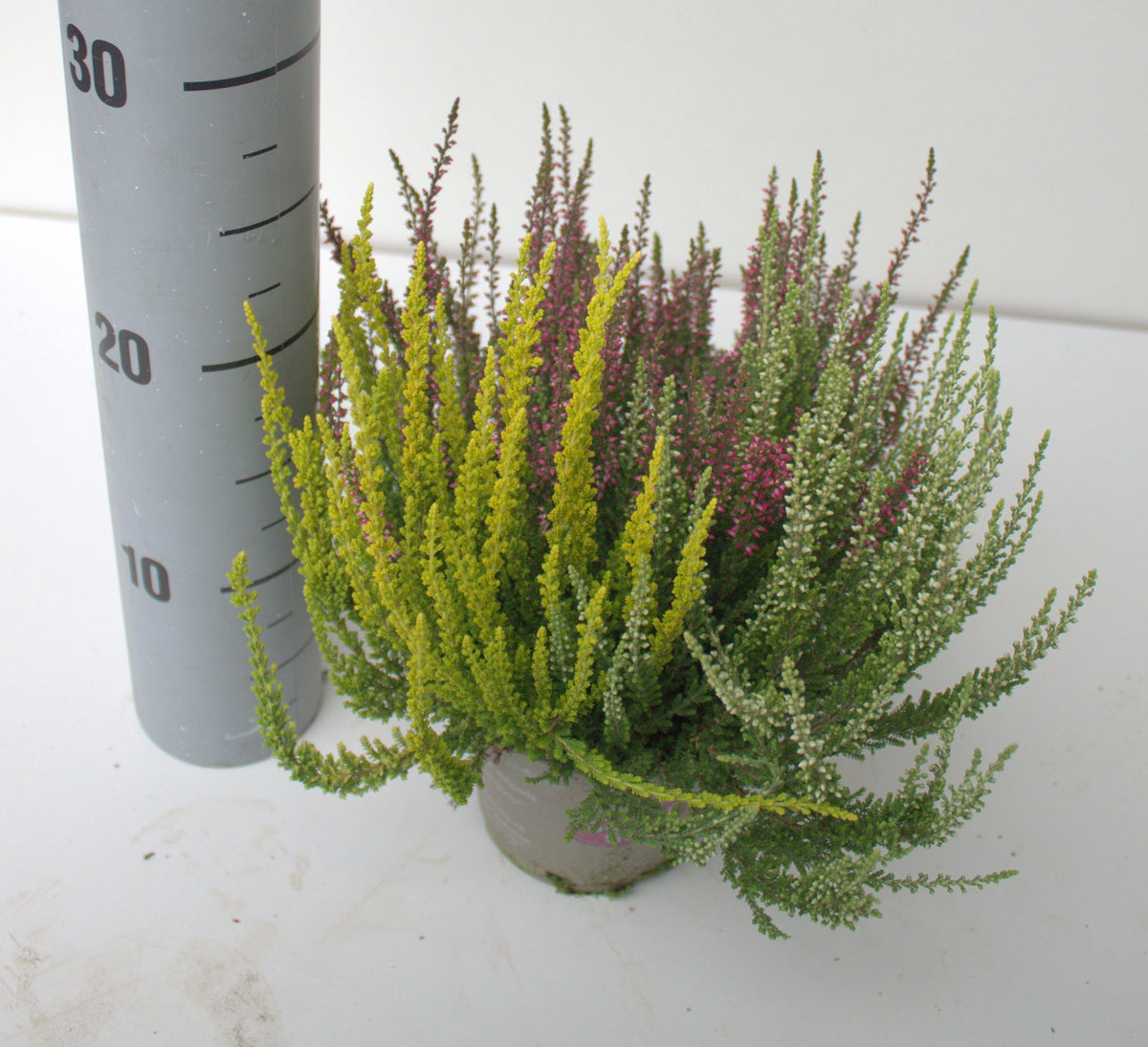 Calluna Garden Girls trio 23cm 12cm Pot