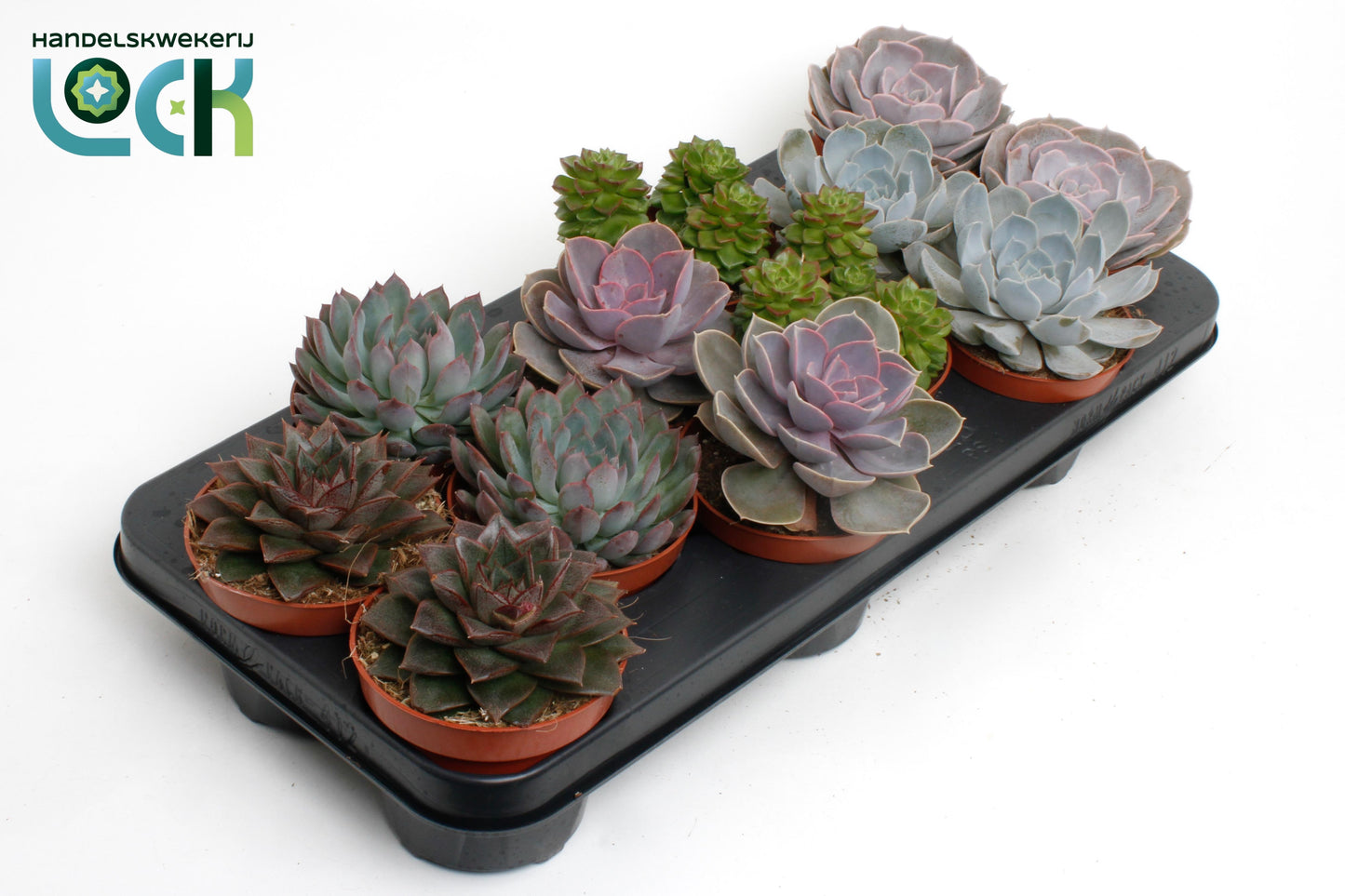 Echeveria mix 15cm 510cm Pot