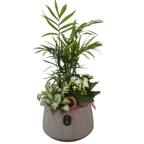 PTIB5171 Arrangementen kamerplanten 35cm 14cm Pot