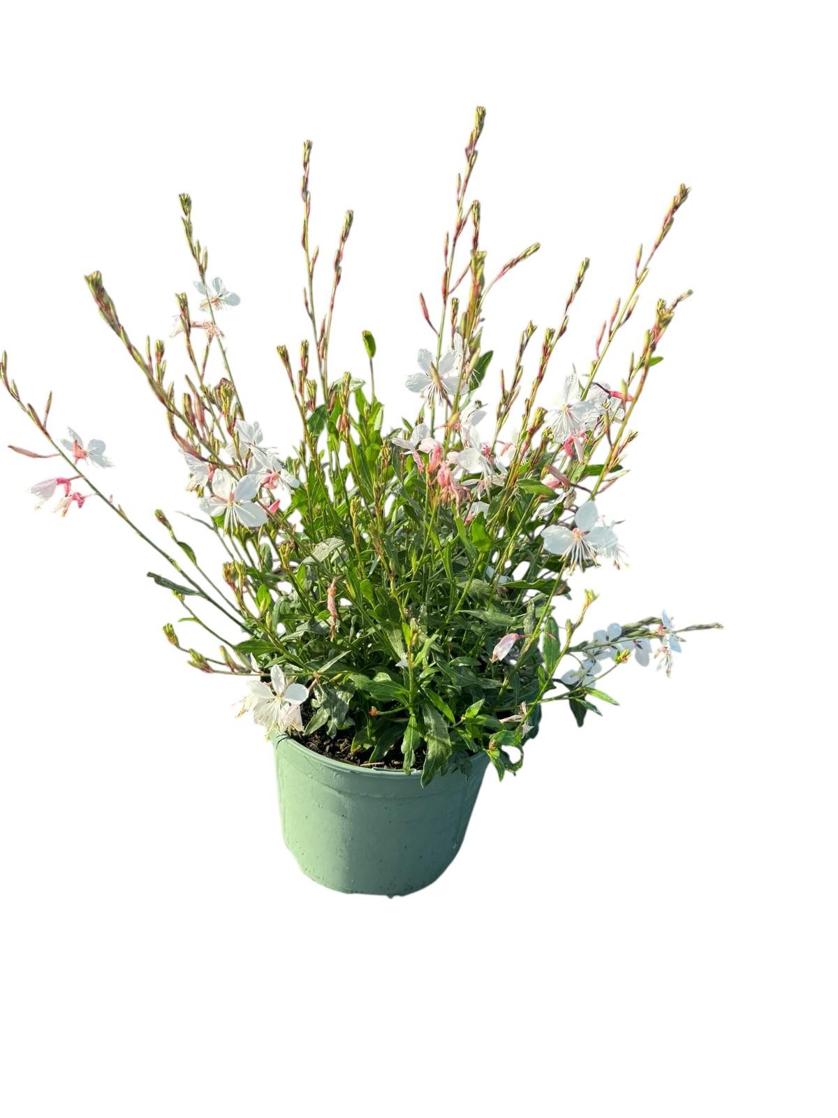 Gaura lind. Whirling Butterflies 45cm 17cm Pot