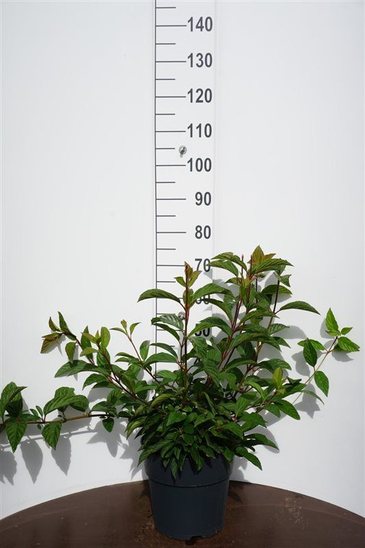 Viburnum bod. Charles Lamont 65cm 27cm Pot
