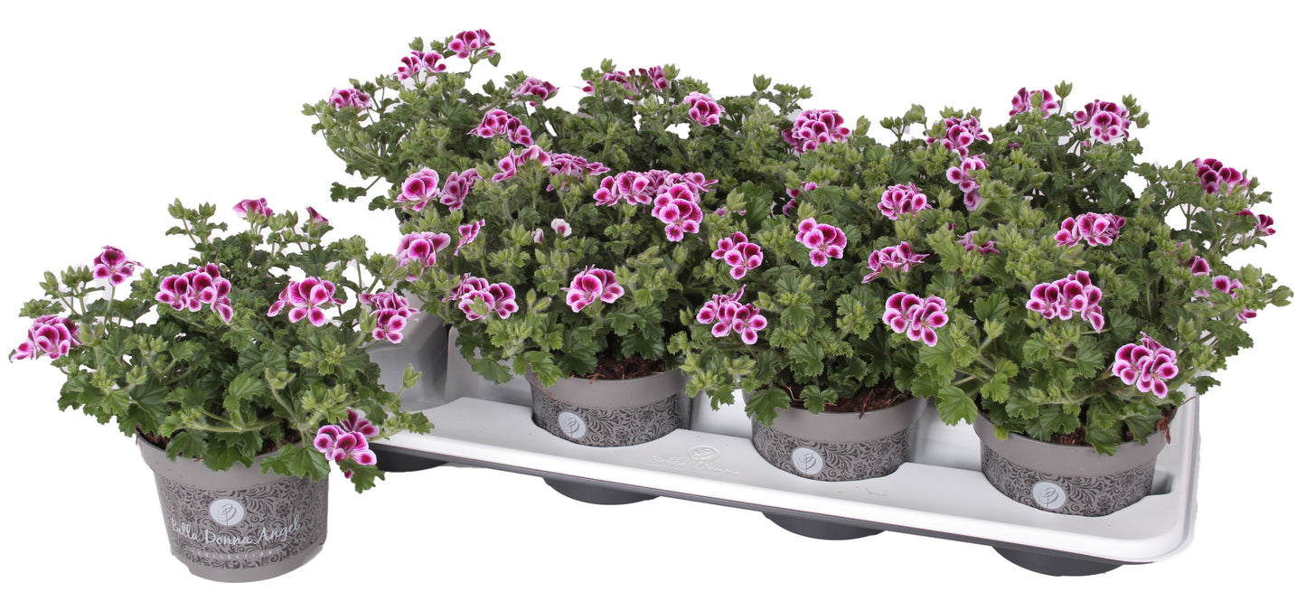 Pelargonium gr. Angel Nina 25cm 12cm Pot