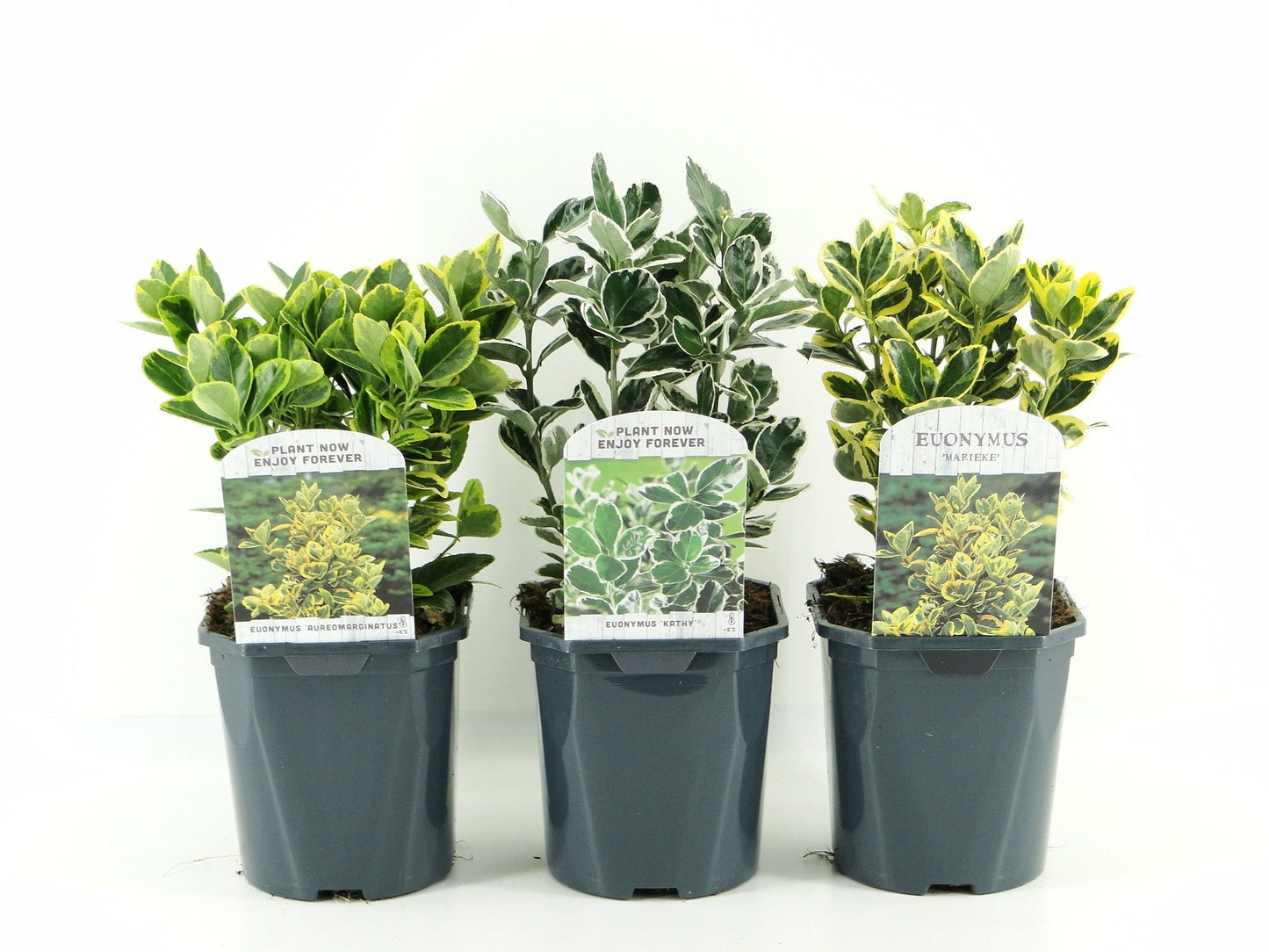 Euonymus japonicus 25cm 17cm Pot