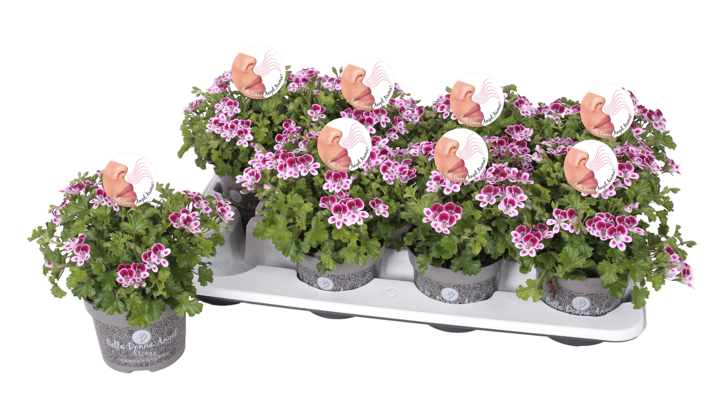 Pelargonium gr. Angel Aroma Nova 25cm 12cm Pot
