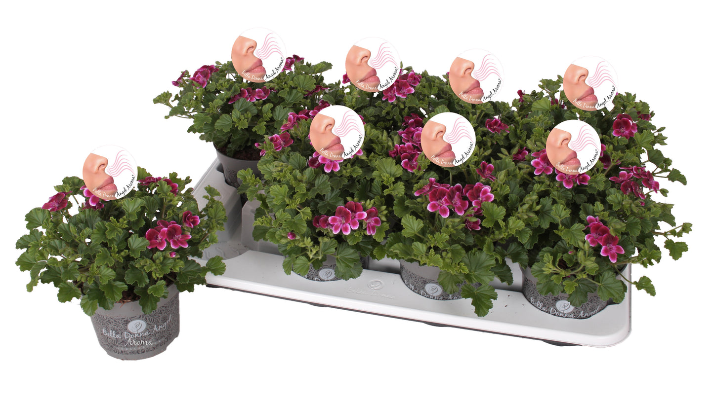 Pelarg. gr. Angel Aroma Jet 25cm 12cm Pot