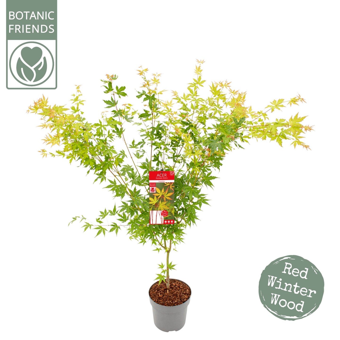 Acer palmatum 90cm 24cm Pot