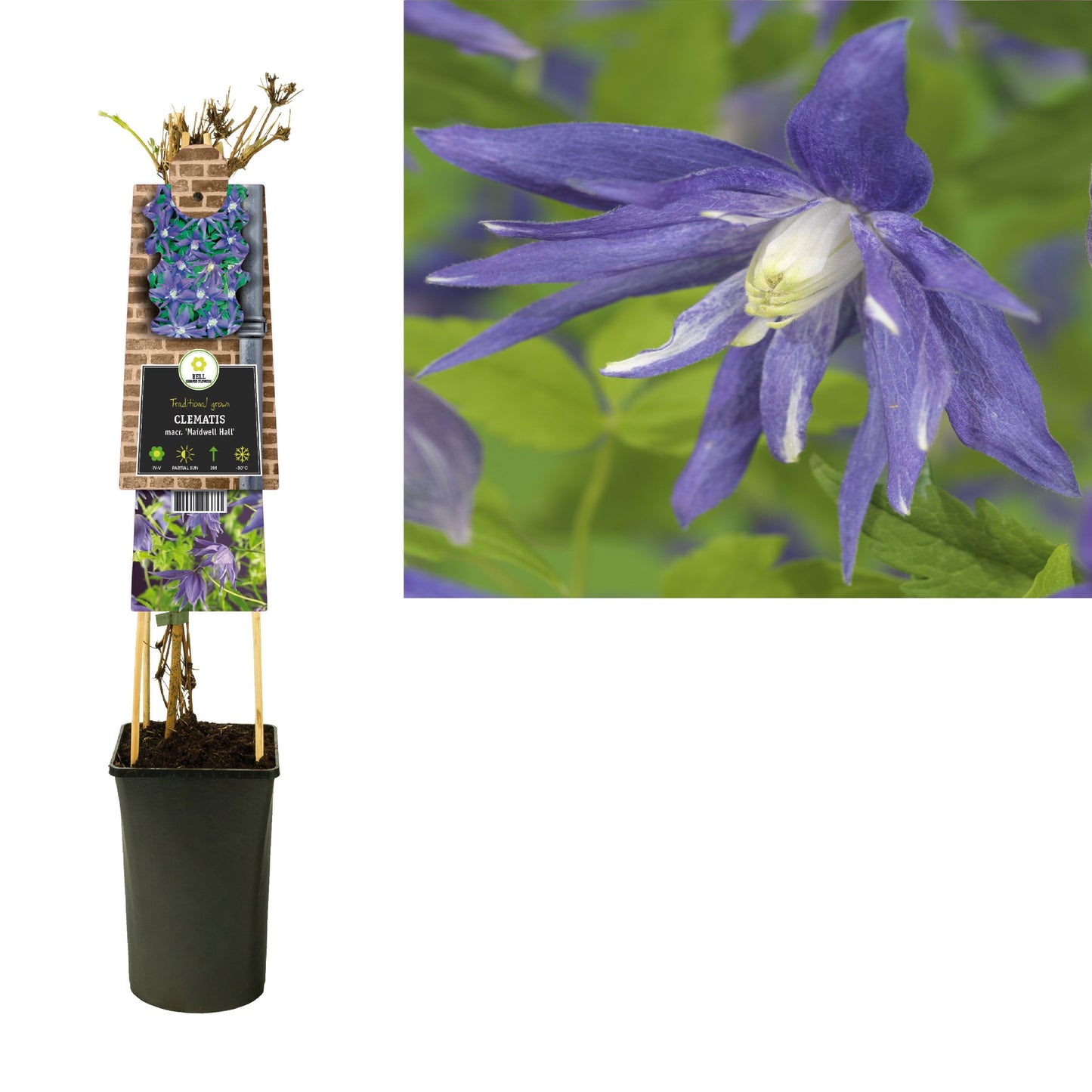 Clematis macr. Maidwell Hall 75cm 17cm Pot