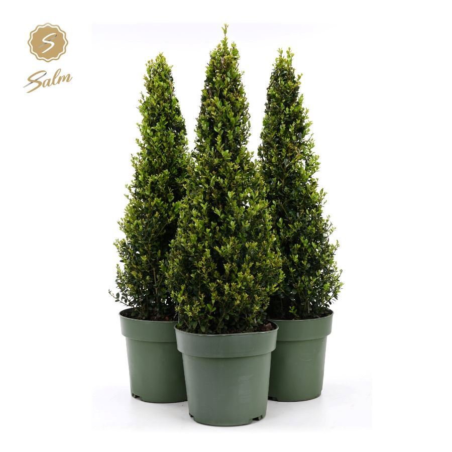 Ilex crenata Jenny Pyramid 80cm 21cm Pot