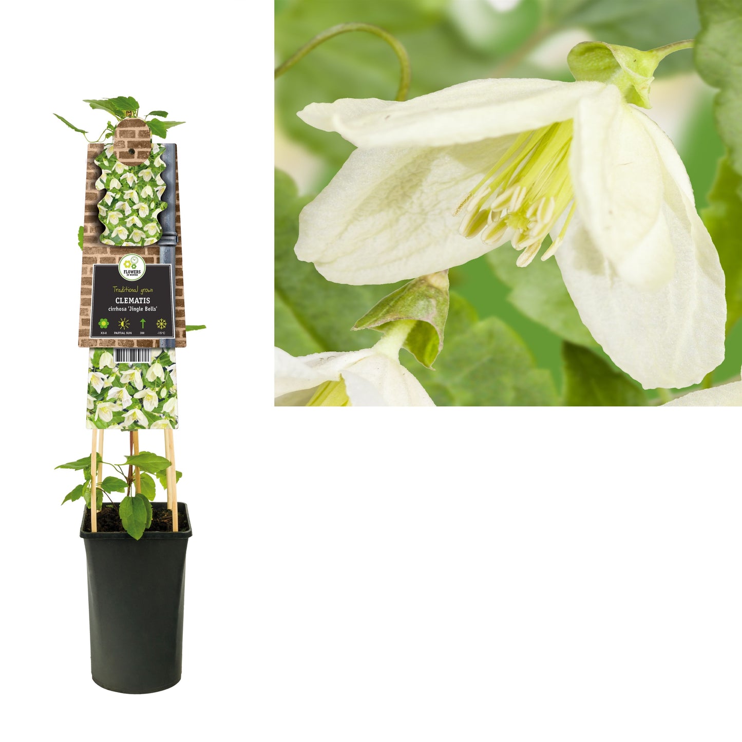 Clematis Jingle Bells 75cm 17cm Pot
