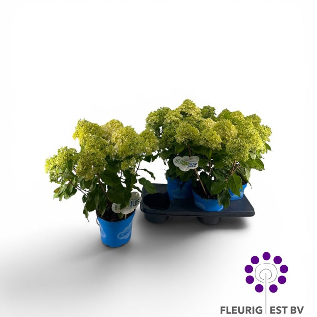 Hydrangea pan. Bloomulus Stratix 50cm 18cm Pot