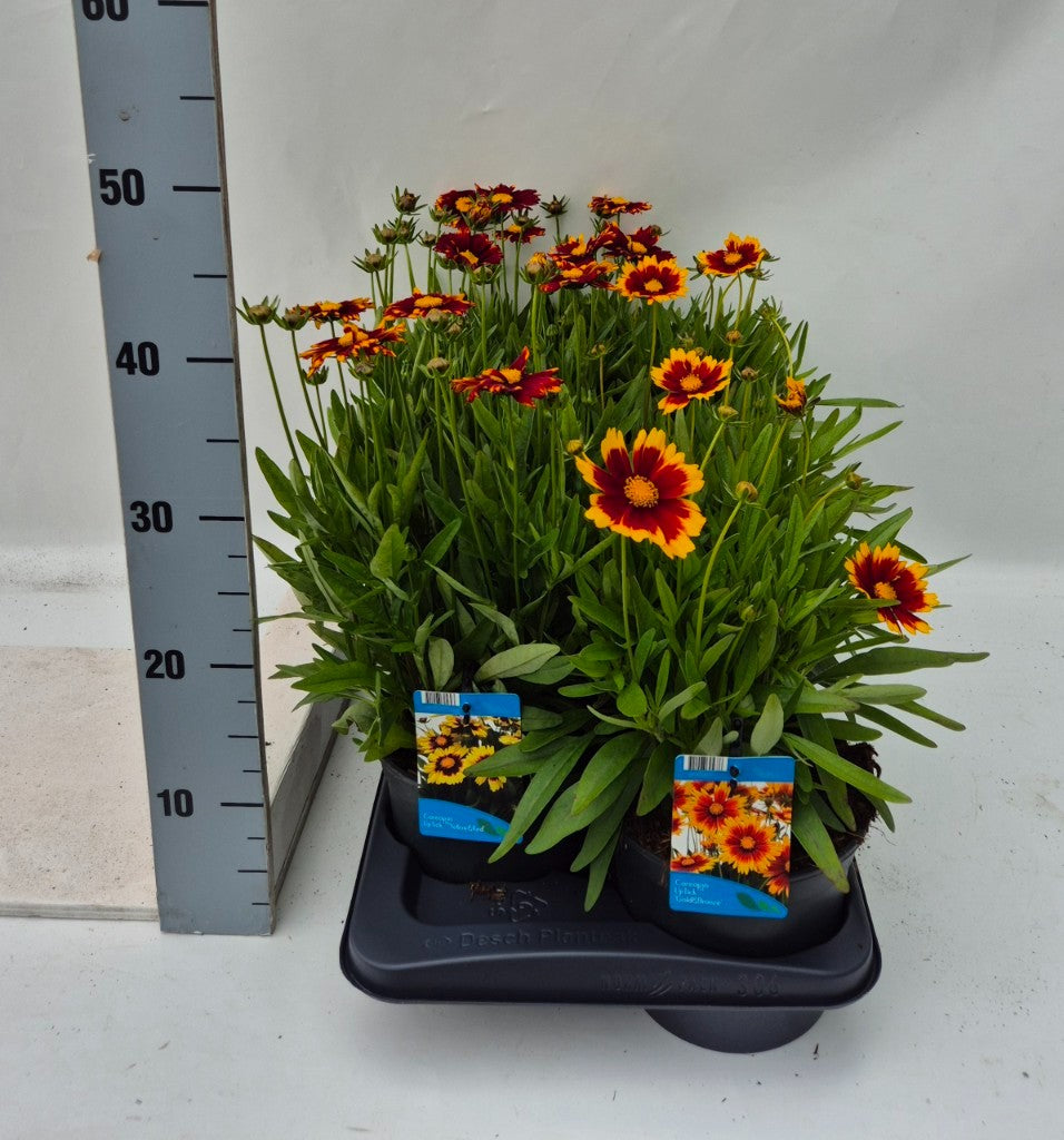 Coreopsis Uptick Yellow & Red 20cm 17cm Pot