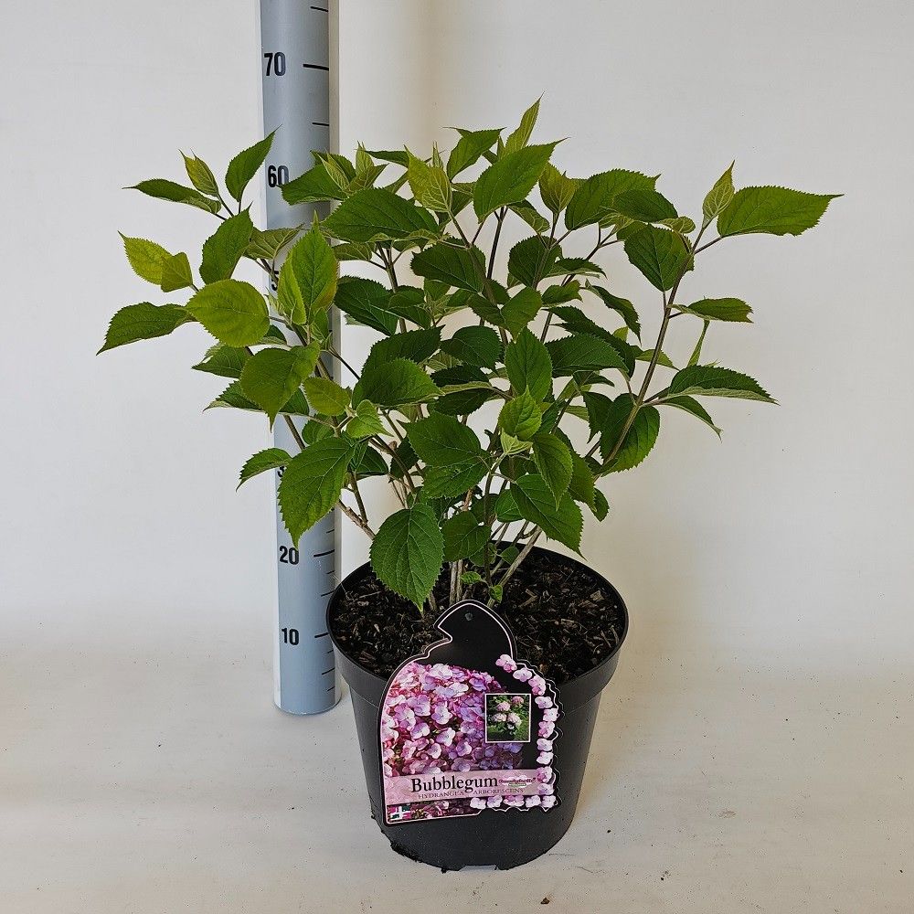 Hydrangea arborescens mix 85cm 29cm Pot