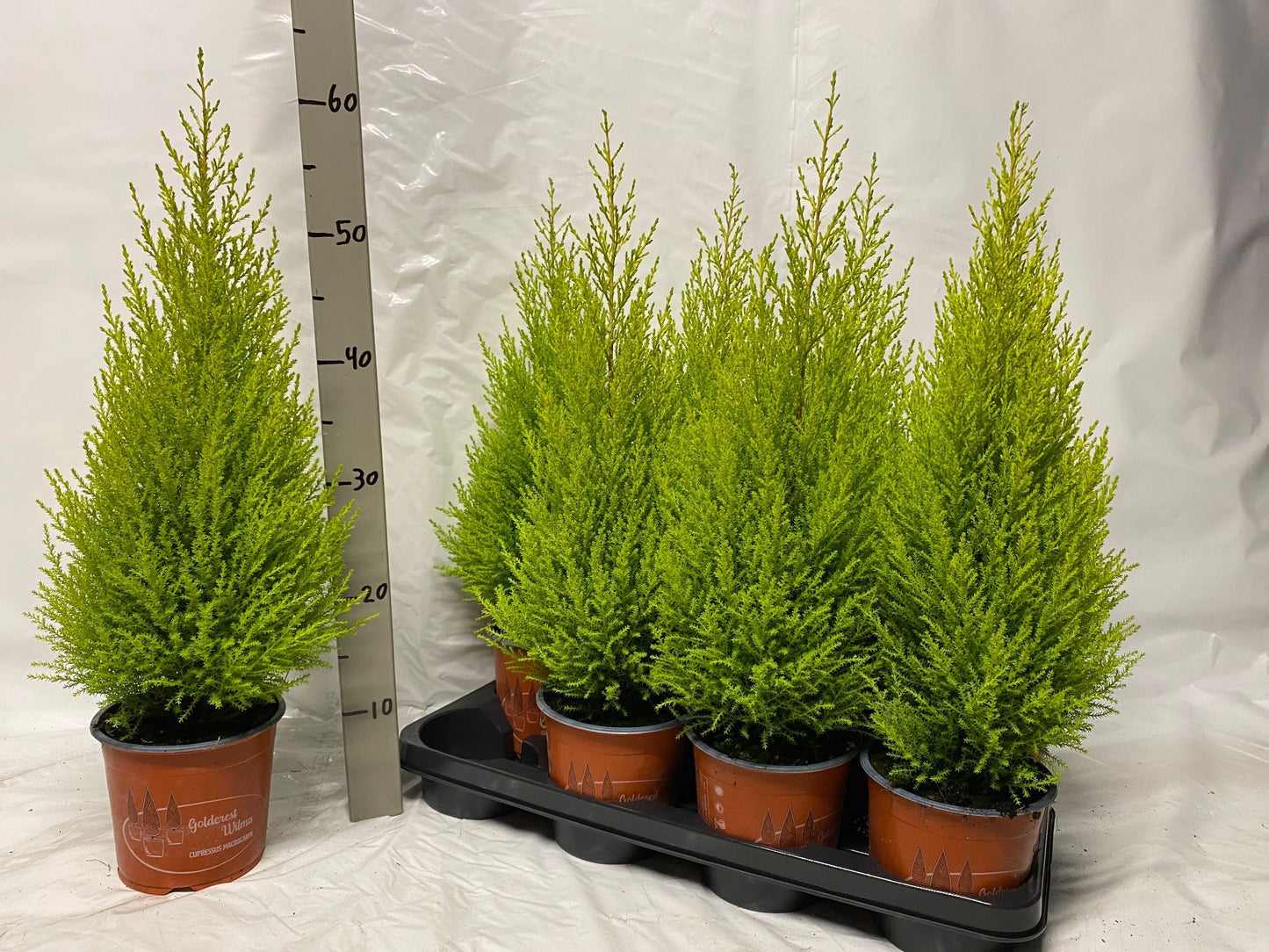 Bram plant Cupressus Goldcrest Wilma Pack of 8