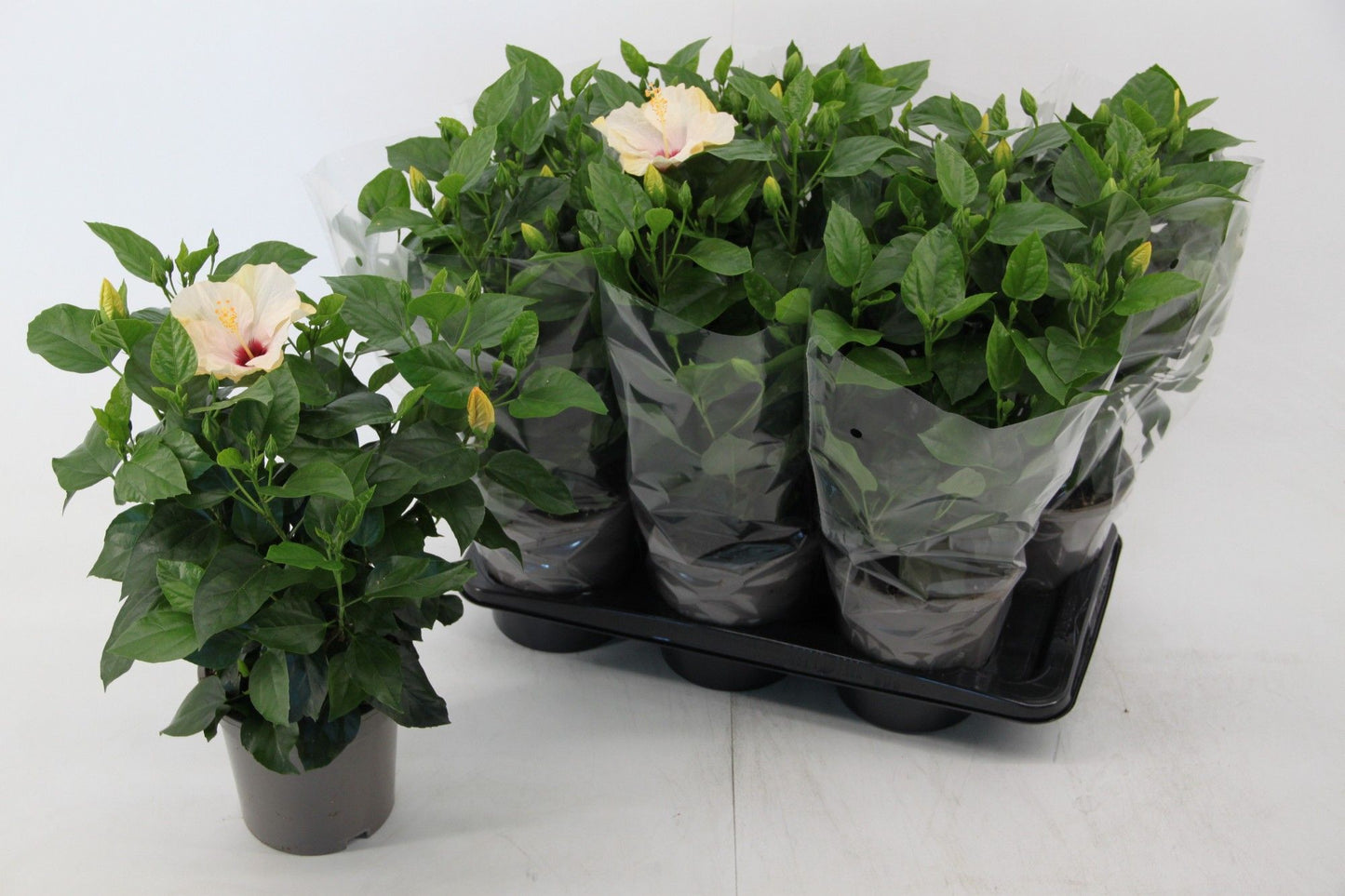Hibiscus rosa-sinesis Venetie white 50cm 17cm Pot