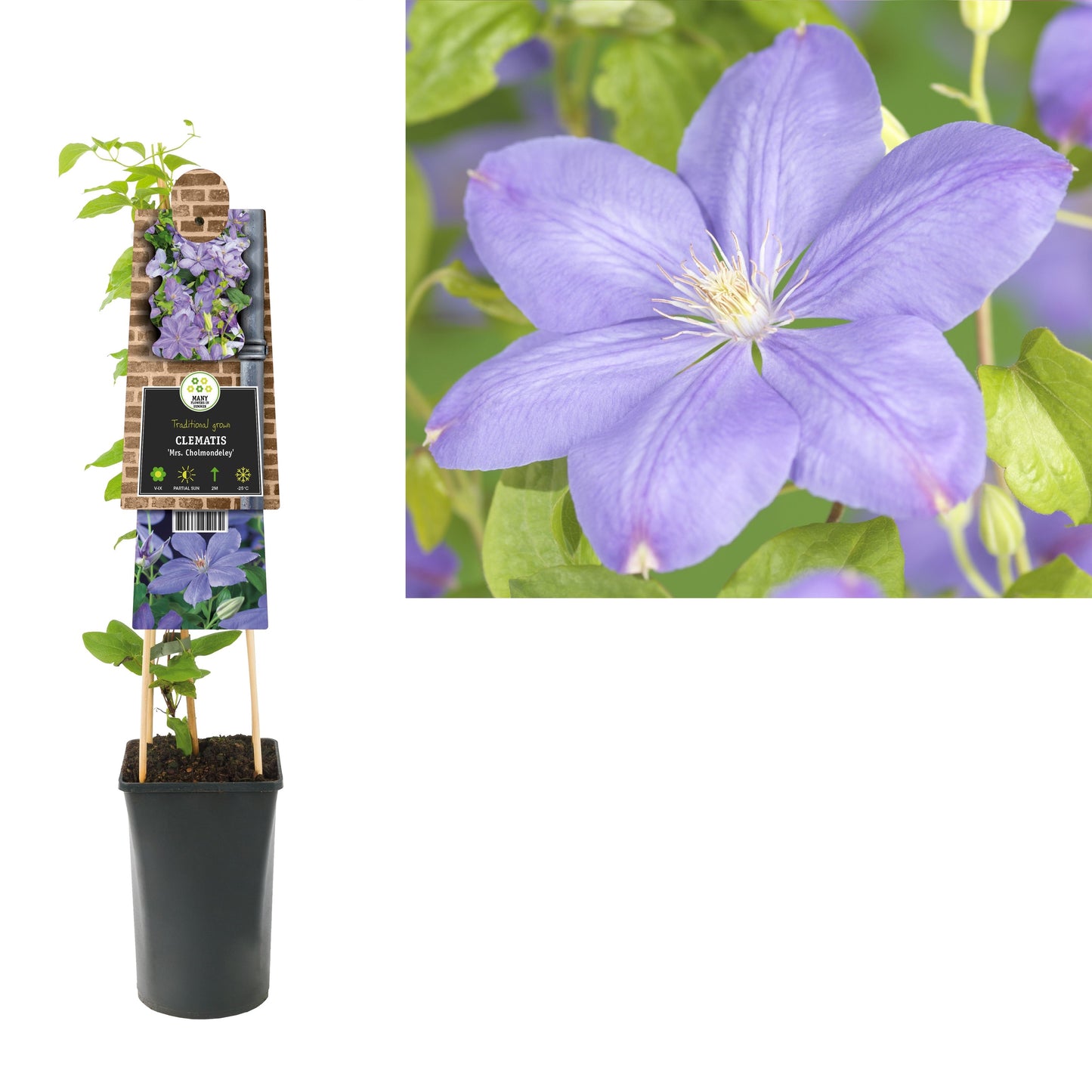 Clematis pat. Mrs Cholmondeley 75cm 17cm Pot