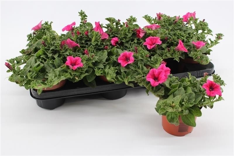 Petunia Hot Pink Surfinia 15cm 510cm Pot