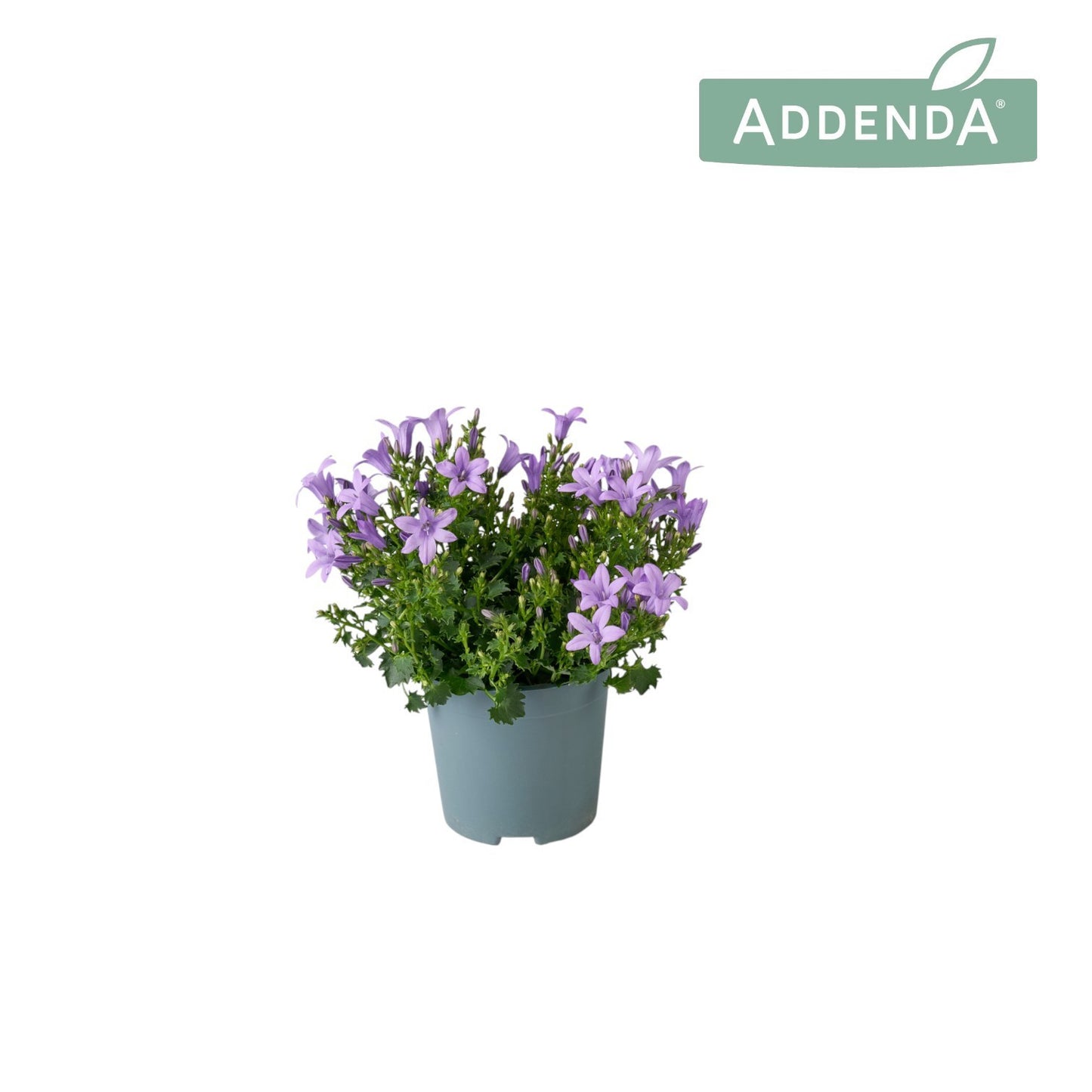 Campanula Ambella lavender 17cm 10.5cm Pot