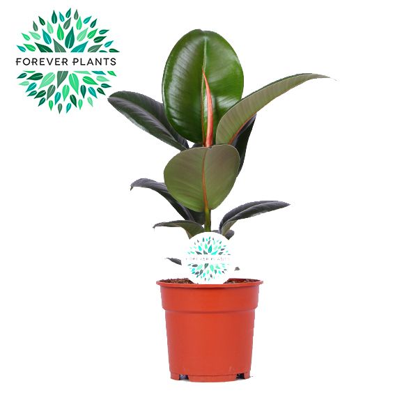 Ficus el. Robusta 50cm 17cm Pot