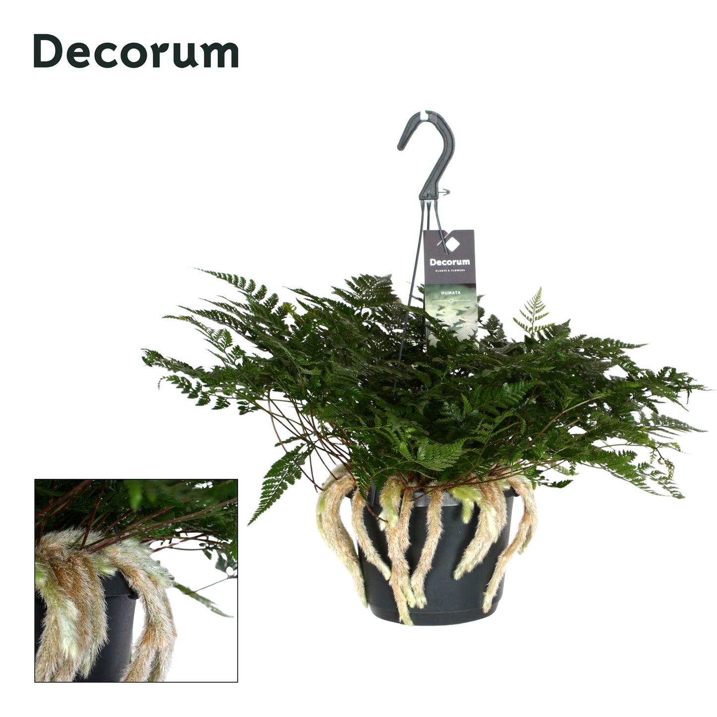 Humata tyermannii 45cm 17cm Pot