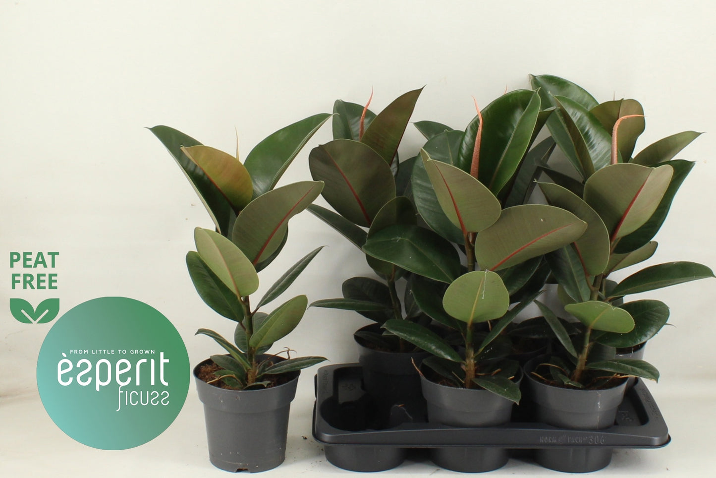 Ficus el. Robusta 55cm 17cm Pot
