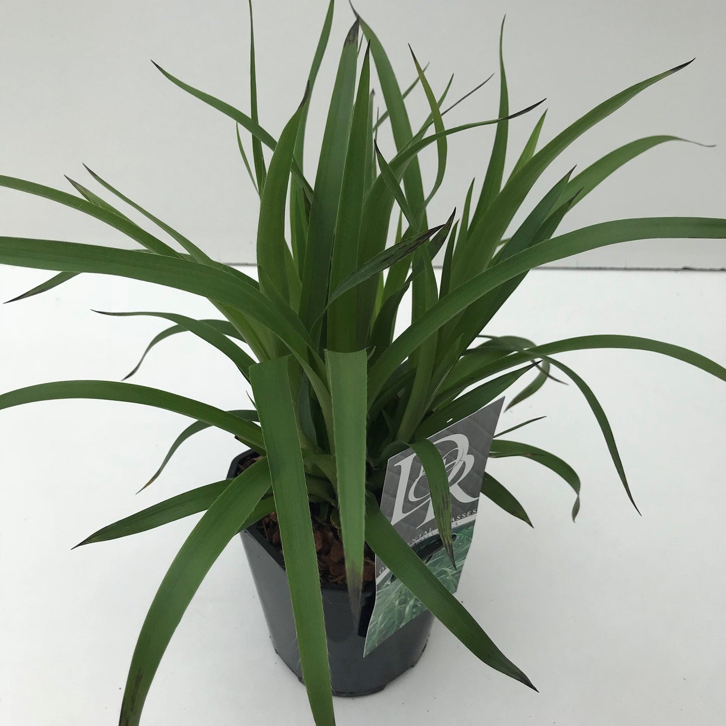 Luzula sylvatica 30cm 17cm Pot